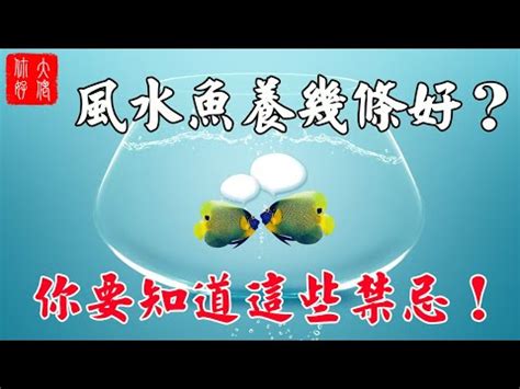 魚缸大小養魚數量|養魚招財：最佳魚隻數量